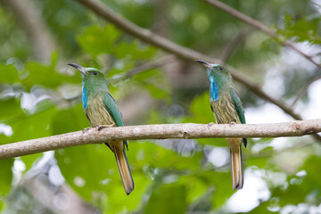 Two Blue-bearded Bee-eater on the tree branch in Khao Yai National Park, Thailand
