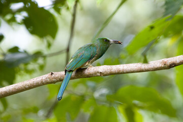 Blue-bearded Bee-eater is catching a bee on the tree in Khao Yai National Park, Thailand