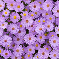 Alpine aster or blue alpine daisy in the color of light purple as background