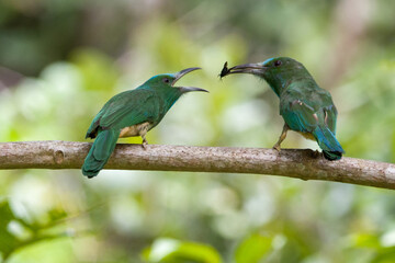 Blue-bearded Bee-eater is feeding her baby on the tree branch in Khao Yai National Park, Thailand