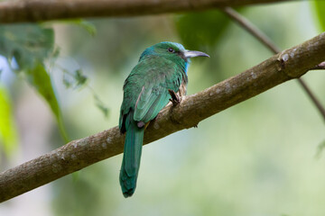 Blue-bearded Bee-eater on the tree branch in Khao Yai National Park, Thailand