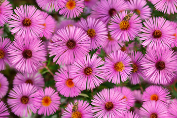 Asters in the color of light fuchsia as background
