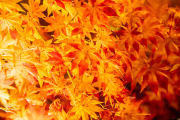 Autumn leaves in Kyoto