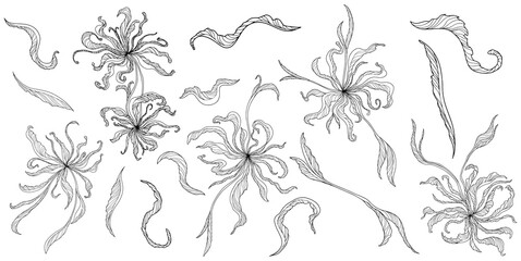 Hand drawn flowers and leaves. Abstract line art.
