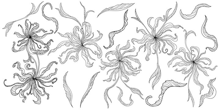 Hand drawn flowers and leaves. Abstract line art.
