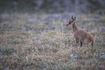Rebecos en su entorno natural en las cumbres del Parque Nacional de Picos de Europa.