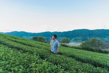 Fototapeta premium A Man stand alone at green tea plantation for relaxation on vacation
