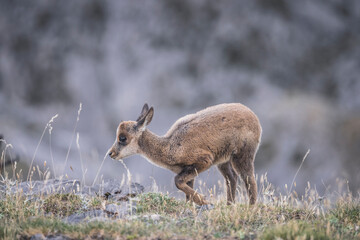 Rebecos en su entorno natural en las cumbres del Parque Nacional de Picos de Europa.