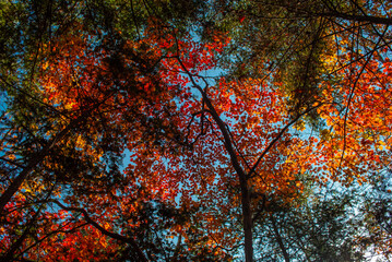 Autumn trees. Tourism and travel in autumn.