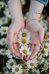Three chamomile flowers in the palms of a girl against the background of a chamomile field