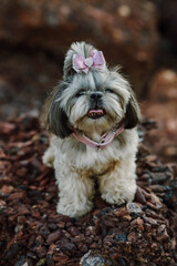 Shih tsu dog sits on a stone and poses for the camera, looking cute after grooming