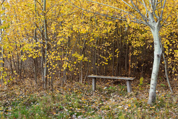 Wooden bench under a tree in the autumn garden. Yellow fallen leaves