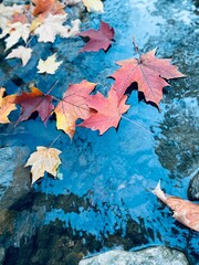 Vertical of red fallen leaves, autumn foliage on a reflecting water surface