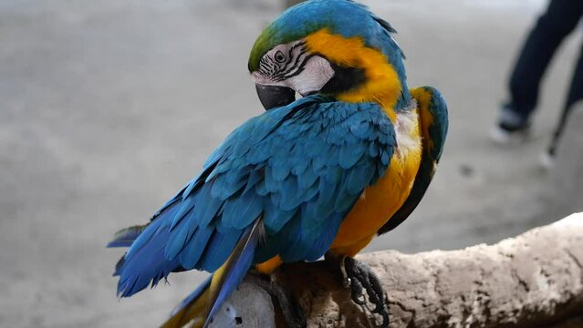 Blue-yellow Macaw, Ara ararauna is a large parrot of South America, Very beautiful exotic bird that is rare and needs to be preserved, Stock Video
