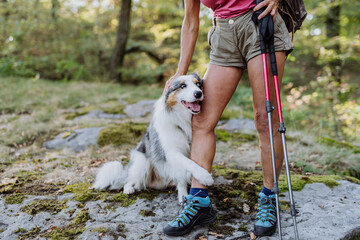 Dogs lying at the owner feet, resting during walk in forest.