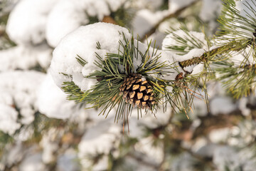 Naklejka na ściany i meble Fir tree cone on a branch covered with snow