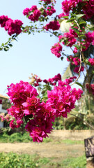 pink bougainvillea or paper flowers flourishing in nature during the summer season