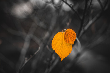 Lone yellow leaf.