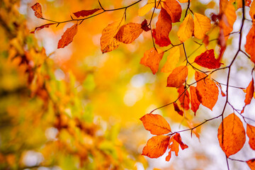 Beautiful nature closeup. Gold orange fall leaves in park, autumn natural background on peaceful...