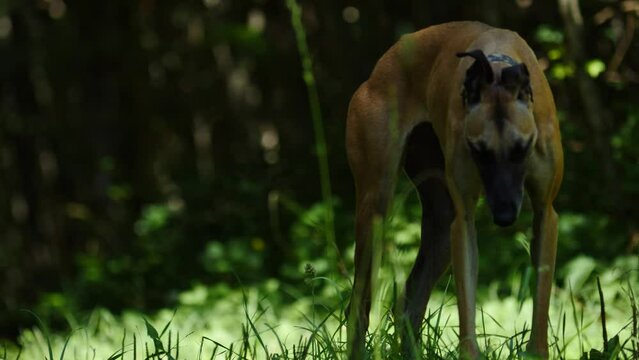 Purebred dog greyhound is walking outdoors. Spanish galgo. Slow motion