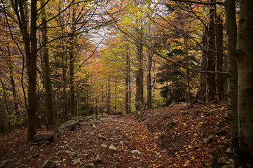 Otoño en los bosques del Pirineo