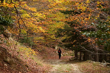 Obraz premium Otoño en los bosques del Pirineo