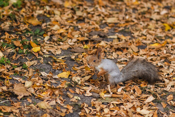 forest squirrel on yellow leaves