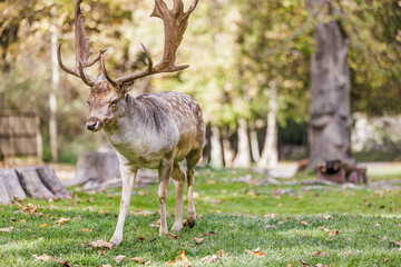 Beautiful portrait of a deer head. Red deer stag between spruce trees in autumn forest. (Cervus elaphus) Closeup in mountain national park of deer head