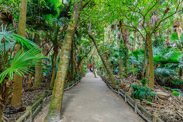 秋の青島神社　宮崎県宮崎市　Aoshima Shrine in autumn. Miyazaki prefecture. Miyazaki city.