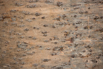 Tree trunk old plant natural texture