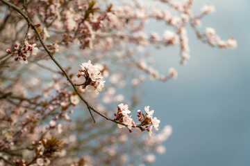 Kwitnące drzewa śliwy, wiśni,  czereśni na tle nieba.