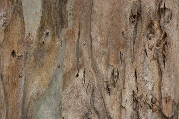 Tree trunk old plant natural texture