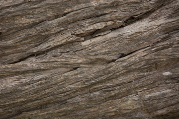 Tree trunk old plant natural texture