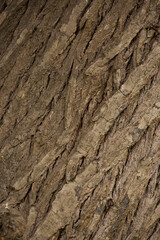 Tree trunk old plant natural texture