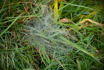 Beautiful Spider web covered with dew in the green grass