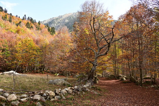 Otoño En Los Bosques Del Pirineo