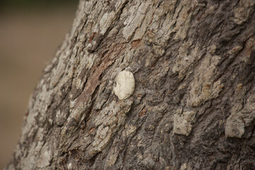 Tree trunk old plant natural texture