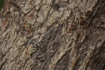 Tree trunk old plant natural texture