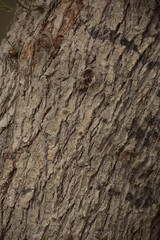 Obraz premium Tree trunk old plant natural texture