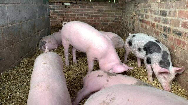 Pigs and piglets in a pen with mother sow farming livestock in the UK 4K