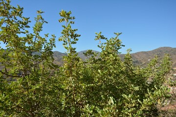 Closeup of a green tree on the background of mountains under the clear sky