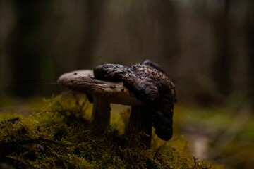 Wild mushroom in the forest