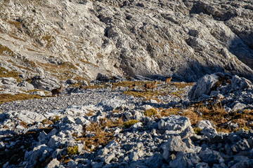 Alpine ibex picture taken in Julian alps, Slovenia	