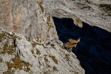 Alpine ibex picture taken in Julian alps, Slovenia	