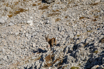 Alpine ibex picture taken in Julian alps, Slovenia	