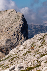 Alpine ibex picture taken in Julian alps, Slovenia	