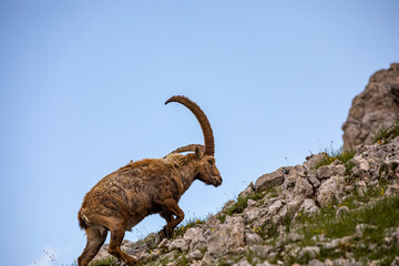 Alpine ibex picture taken in Julian alps, Slovenia	
