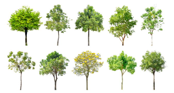 Collection Trees green leaves and some with yellow flowers. total of 10 trees. The Ratchaphruek tree is blooming bright yellow.