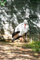 A stork standing on one leg. 