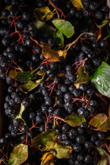 fresh black berries in a wooden box. Low key. Drama. Dark photo